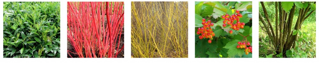 coppice-image-cropped jpeg