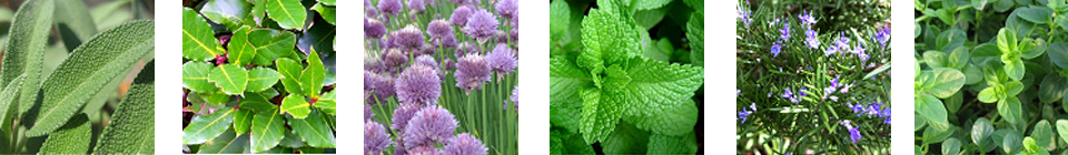 Herbs – grow your own ‘great flavour enhancers’