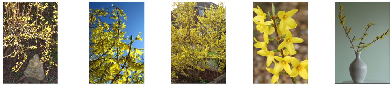 Bang! – the Forsythia has exploded – Spring is here!